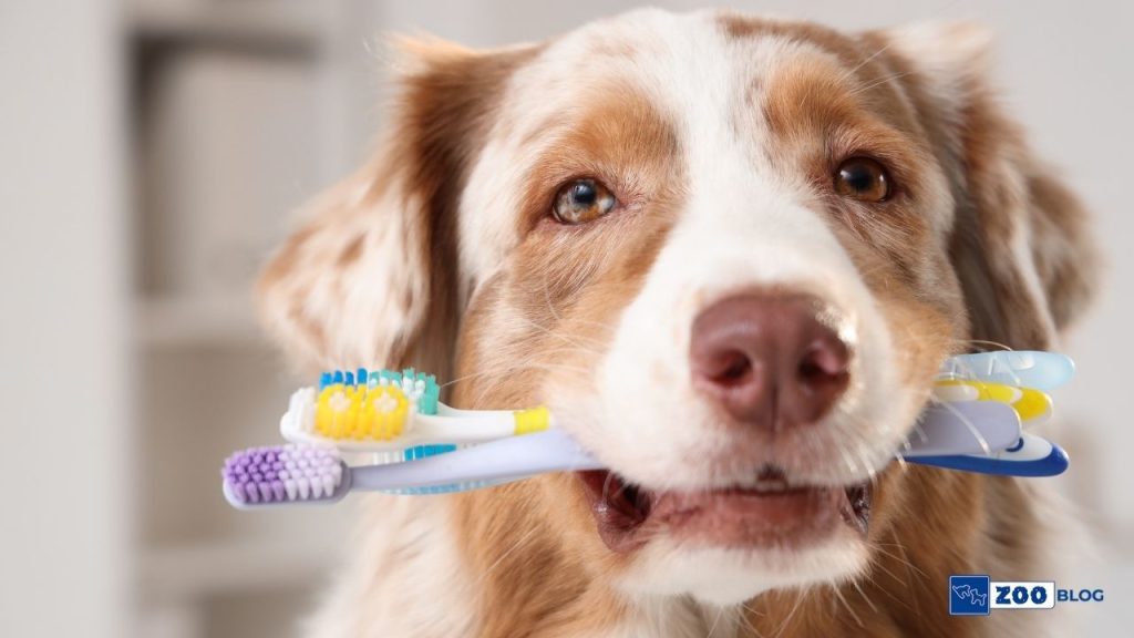 Köpeklerde Diş Çürümesi Nedir, Neden Olur, Nasıl Geçer?