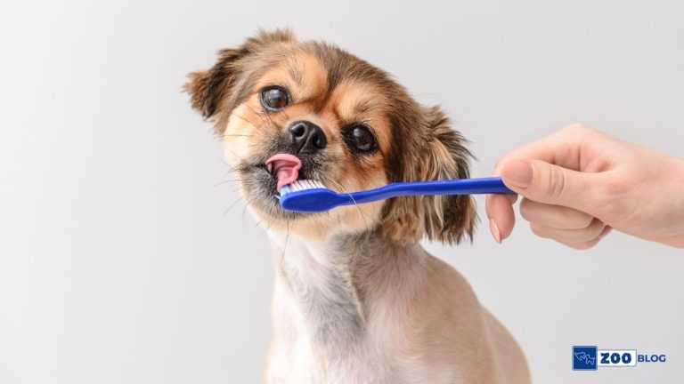 Köpeklerde Diş Çürümesi Nedir, Neden Olur, Nasıl Geçer?