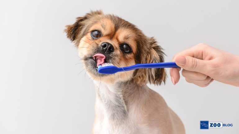 Köpeklerde Diş Çürümesi Nedir, Neden Olur, Nasıl Geçer?