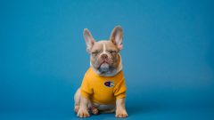 Köpeklerde Diş Değişimi Hakkında Bilinmesi Gerekenler