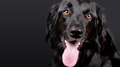 Köpeklerde Diş Eti İltihabı