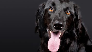 Köpeklerde Diş Eti İltihabı