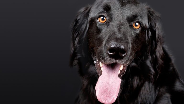 Köpeklerde Diş Eti İltihabı