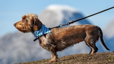 Köpeklerde Diyabet Belirtileri, Nedenleri, Tedavisi