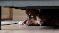 Köpeklerde Egzama Belirtileri, Nedenleri