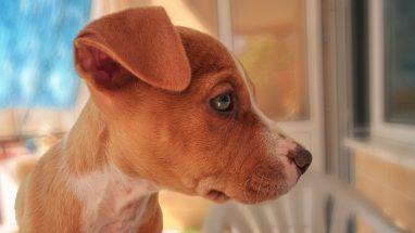 Köpeklerde Gastrit Nedir?