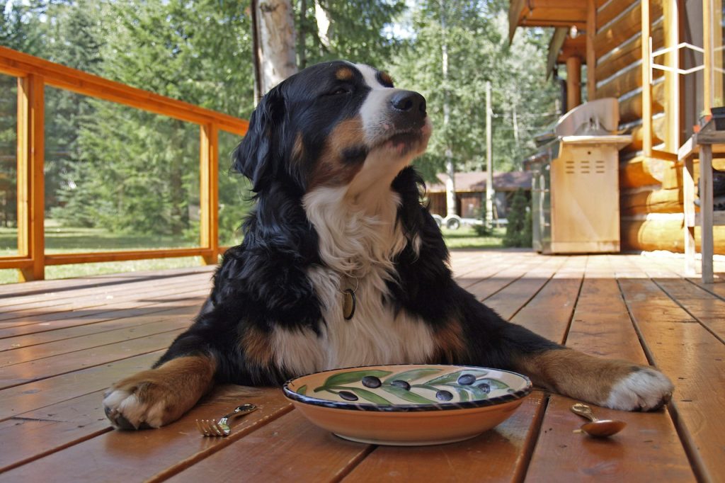 Köpeklerde Gıda Alerjisi Belirtileri Nelerdir?