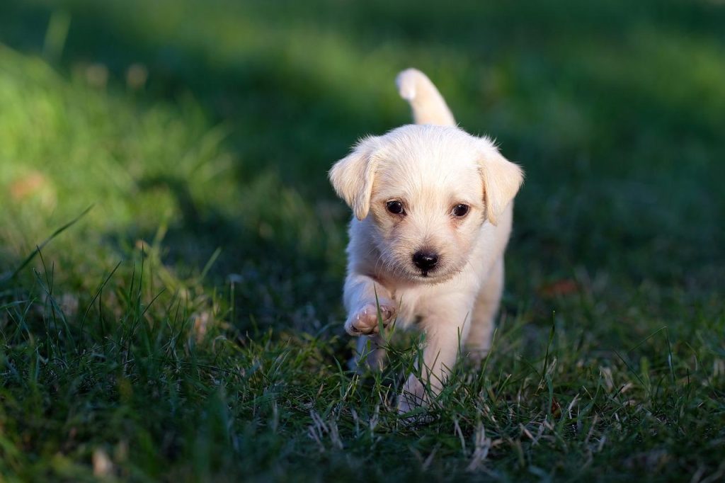 Köpeklerde Glokom Belirtileri ve Nedenleri