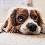 Köpeklerde Görülen Hastalıklar Nelerdir?