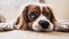 Köpeklerde Görülen Hastalıklar Nelerdir?