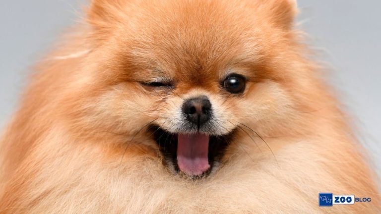 Köpeklerde Göz Akıntısı Nedir, Neden Olur?