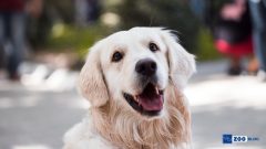Köpeklerde Göz Kızarması
