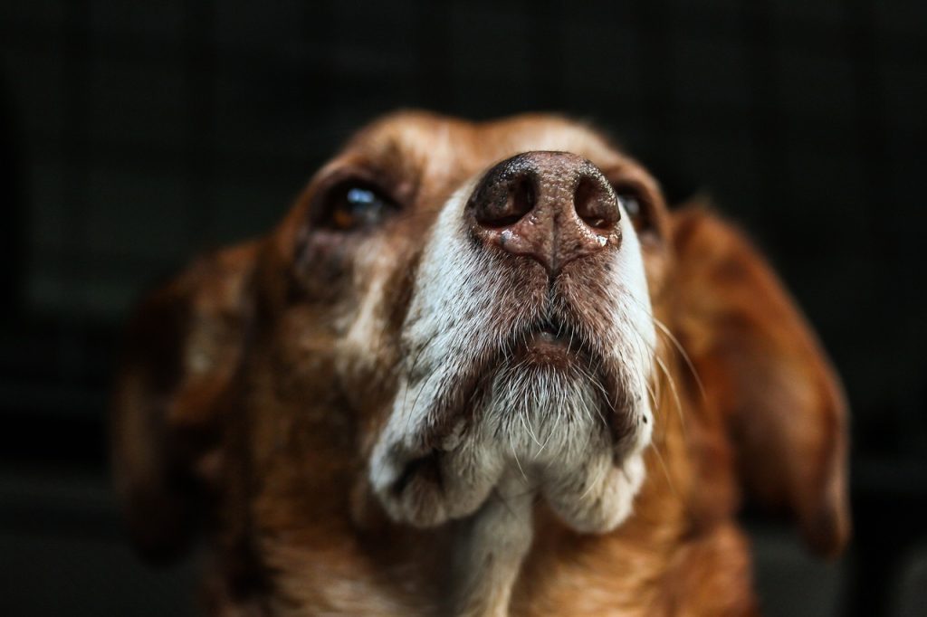 Köpeklerde Grip Belirtileri Nelerdir?