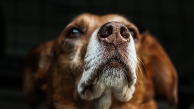 Köpeklerde Grip Belirtileri Nelerdir?