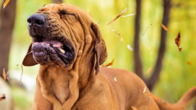 Köpeklerde Hapşırma Neden Olur?