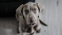 Köpeklerde Hepatit Belirtileri ve Nedenleri
