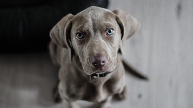 Köpeklerde Hepatit Belirtileri ve Nedenleri