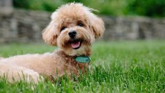 Köpeklerde Hızlı Nefes Alma Nedenleri Nelerdir?