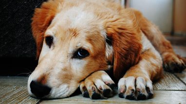 Köpeklerde Horlama Nedenleri