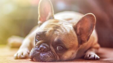 Köpeklerde İç Parazit Nedir?