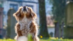 Köpeklerde İç Parazit Belirtileri Nelerdir? Nasıl Tedavi Edilir?