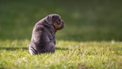 Köpeklerde Kabızlık Belirtileri ve Nedenleri