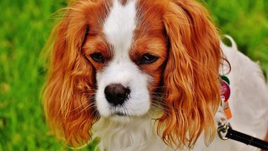 Köpeklerde Kalp Yetmezliği Belirtileri, Nedenleri