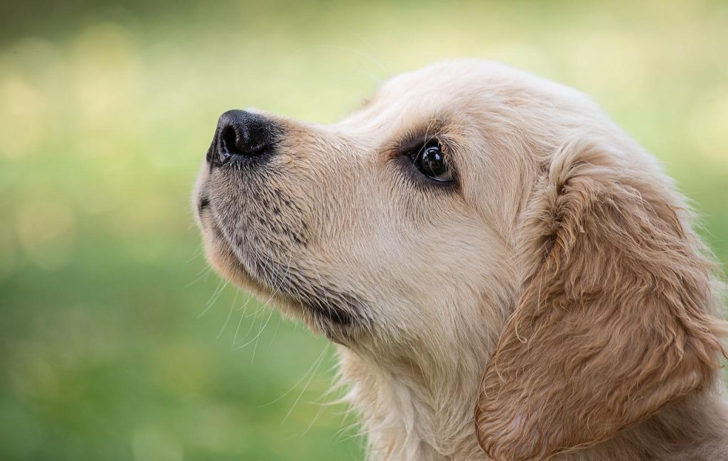 Köpeklerde Kalp Yetmezliği Belirtileri, Nedenleri