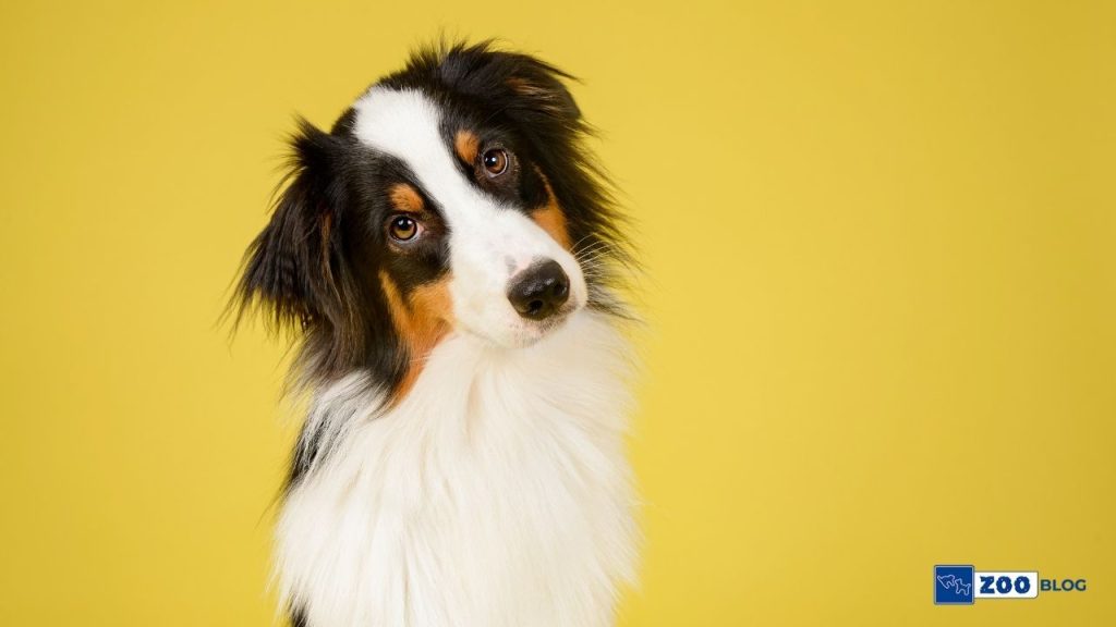 Köpeklerde Kulak İltihabı