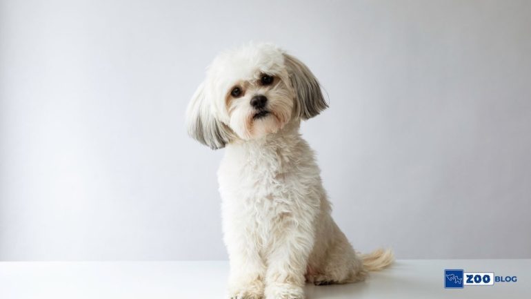 Köpeklerde Kulak İltihabı Belirtileri, Nedenleri, Tedavisi