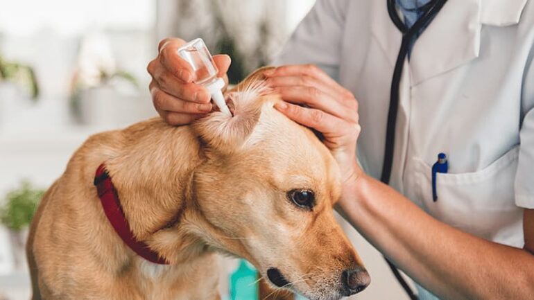 Köpeklerde Kulak Uyuzu Belirtileri ve Tedavisi - Zoo Blog
