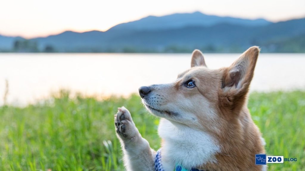 Köpeklerde Kulak Uyuzu Neden Olur?