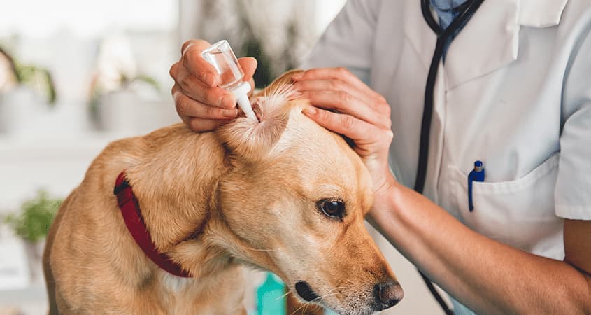 Köpeklerde Kulak Uyuzu Belirtileri ve Tedavisi - Zoo Blog