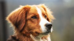 Köpeklerde Lenfoma Nedir?