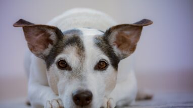 Köpeklerde Mantar Enfeksiyonu Çeşitleri Nelerdir?