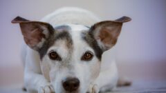 Köpeklerde Mantar Hastalığı Belirtileri, Nedenleri