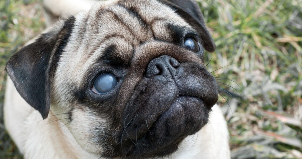 Köpeklerde Mavi Göz Hastalığı Nedir?