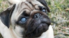 Köpeklerde Mavi Göz Hastalığı Nedir?