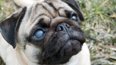 Köpeklerde Mavi Göz Hastalığı Nedir?