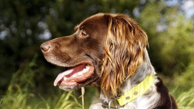 Köpeklerde Obezite Nedenleri Nelerdir?