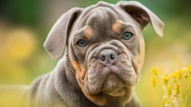 Köpeklerde Orta Kulak İltihabı Nasıl Tedavi Edilir?