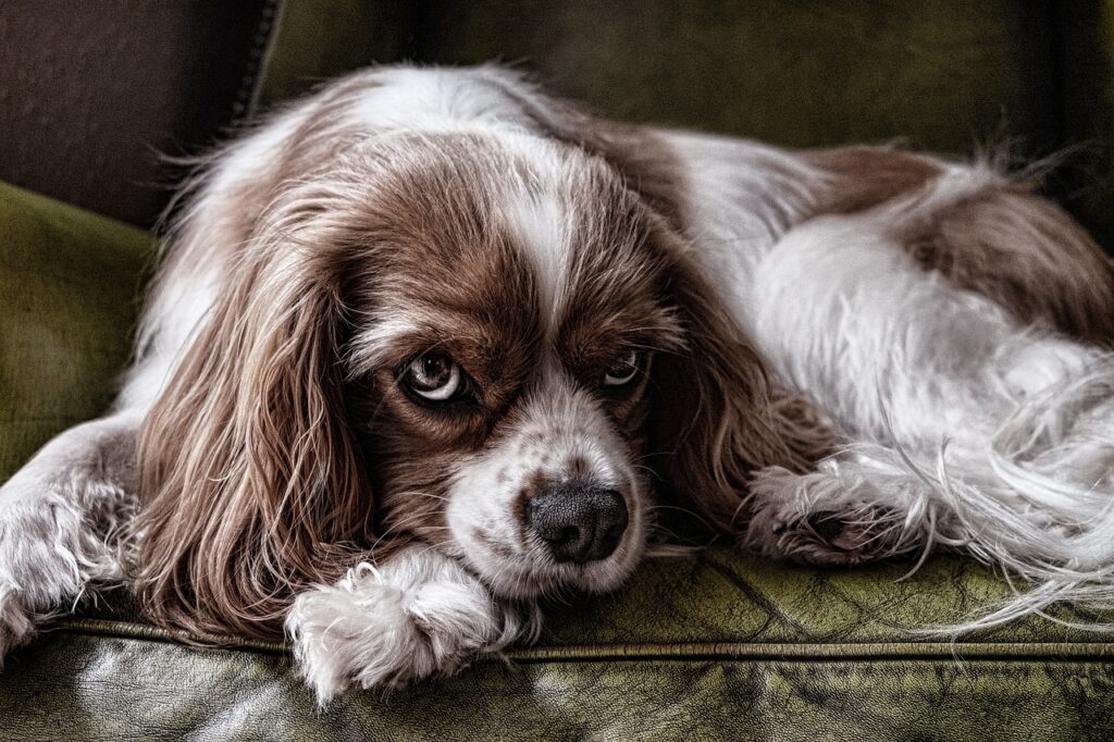 Köpeklerde Pankreatit Nedir?