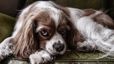 Köpeklerde Pankreatit Nedir?