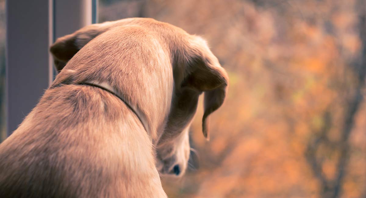 Köpeklerde Parazit Belirtileri ve Tedavisi Zoo Blog