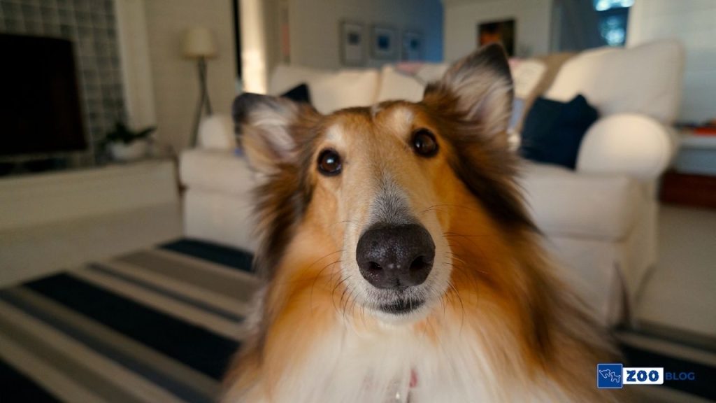 Köpeklerde Parazit Sebebi Nedir?