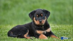 Köpeklerde Parazit Sebebi Nedir?