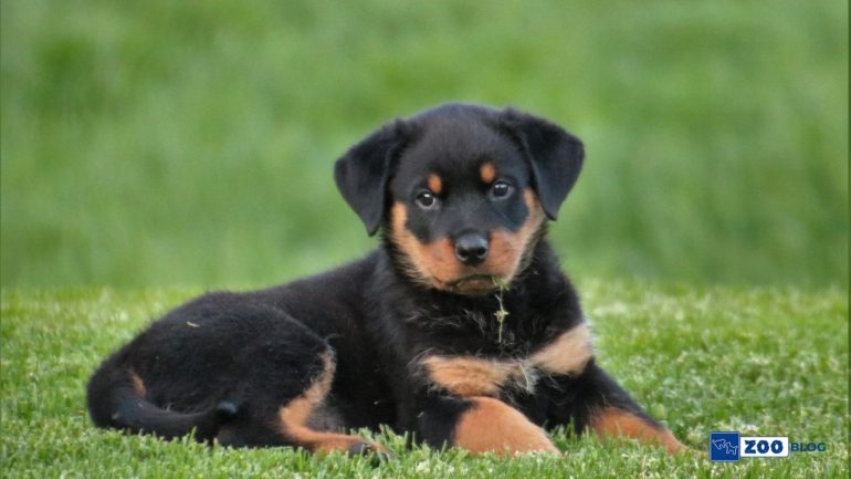 Köpeklerde Parazit Sebebi Nedir?