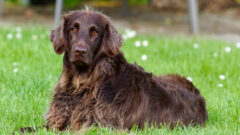 Köpeklerde Tüy Dökülmesi Nasıl Azaltılır?