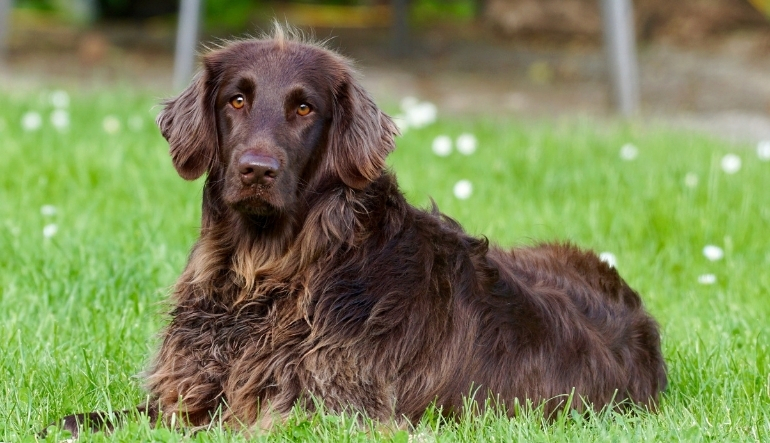 Köpeklerde Tüy Dökülmesi Nasıl Azaltılır?