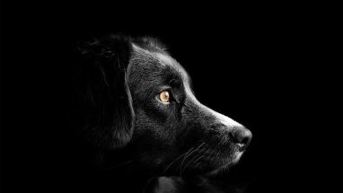 Köpeklerde Yaşlılık Belirtileri Nelerdir?
